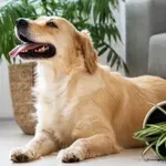 Zlati prinašalci in ljudje si delimo več kot ljubezen – tudi gene