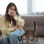 Kako živeti z mačko, če ste alergični: učinkoviti nasveti
