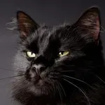 Zakaj so črne mačke posebne: prednosti in slabosti, ki jih poznajo le lastniki