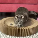 Je vaša mačka pametna? Preverite s temi preprostimi triki