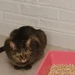 Napaka, ki jo dela veliko lastnikov mačk pri čiščenju stranišča