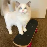 Ta mucka se je sama naučila voziti rolko – neverjetno!