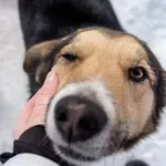 Preden posvojite psa, si odgovorite na teh 6 vprašanj