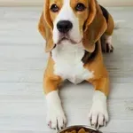 Pes ne je? 6 najpogostejših razlogov in rešitve