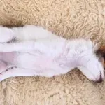 Zakaj vaš pes spi s trebuhom navzgor?