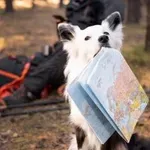 Slovenija visoko na lestvici držav z največ psi v Evropi