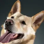 Zakaj psi vzdihujejo? 5 razlogov, ki vas bodo presenetili