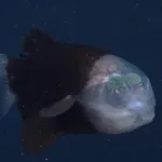 5 neverjetnih bitij iz globin oceana, ki delujejo kot iz drugega planeta