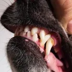 Je vaš pes na tem seznamu? To so pasme z najmočnejšim ugrizom