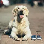 So zlati prinašalci res idealni družinski psi?