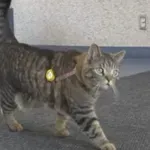 Ta maček ima svojo izkaznico za knjižnjico – razlog vas bo nasmejal