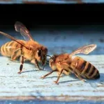 10 stvari, s katerimi lahko pomagate čebelam