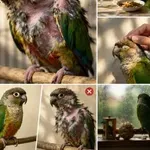 Zakaj ptica izgublja perje? To so najpogostejši vzroki