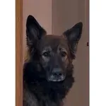 Samo lastniki živali bodo razumeli ta posnetek in se ob njem dobro nasmejali