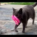 Mačka lastnici vsak dan prinese rože