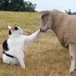 Ta maček misli, da je ovca – prizor vas bo nasmejal