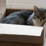 Mačka na tipkovnici ali v škatli? Razkrivamo, kako izbere svoj najljubši prostor