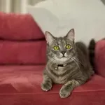 Če vas mačka opazuje od daleč, to pomeni tole