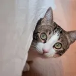 Zakaj mačka izgine, ko pridejo gostje