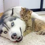 Ta mucek dela vse, da bi ga razjezil… brez uspeha