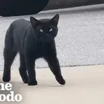 Ta mucek si je sam izbral svoj dom in zgodba je ganljiva