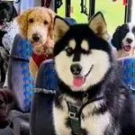 Najbolj simpatičen avtobus, kar ste jih kdaj videli