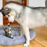 Majhen mucek zasedel posteljo – reakcija psa je neprecenljiva