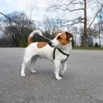 Kaj storiti, če pes na sprehodu poje nekaj sumljivega: hitri koraki, ki lahko rešijo življenje