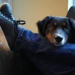 Bi pes ali mačka res pojedla človeka, če bi umrl in bi ostala sama?