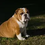 Kako odvečna teža vpliva na zdravje vašega psa