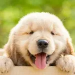 Teh 7 pasem psov ima najbolj prikupne obraze