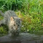 Mladička divje mačke prvič lovita ribe, prikupno