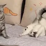 Smešen video: Mačke počnejo stvari, ki jih nihče ne razume