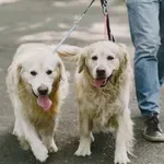 Koliko časa naj traja sprehod s psom?