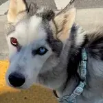 Ganljiva zgodba: Ta haski ni imel možnosti za preživetje, dokler ni pokazal svoje volje