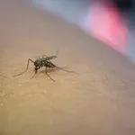 Dejstva o komarjih, ki vam bodo šla pošteno na živce