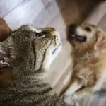 Psi in mačke pogosto opozorijo pred potresom: To so znaki, ki jih ne smete prezreti