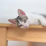 Zakaj si mačke drgnejo obraz ob vogale?