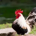 Zakaj petelini pojejo ob zori?