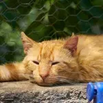 Vročinska kap pri mačkah je lahko usodna: Znaki, ki jih ne smete nikoli prezreti
