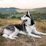 Obožujete haskije? Spoznajte 5 pasem s podobnim videzom in značajem