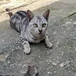 Mačka vam je prinesla miš? To naj bi bil pravi razlog