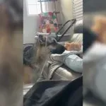 Poglejte, kako lepo je pes razveselil štirimesečnega dojenčka