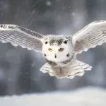 Sove imajo sposobnost, ki navdušuje tudi letalske inženirje