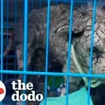 Hudo zanemarjen pes je dobil novo priložnost za življenje