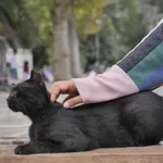 Zakaj mačka dvigne zadnjico, ko jo božate po hrbtu? Razlog vas bo presenetil