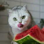 Je lubenica primerna za mačke? Veterinarji opozarjajo na eno nevarnost