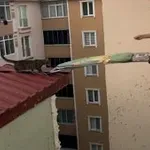 Mačka je obtičala na strehi, nato so tri ženske dobile genialno idejo