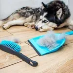 Zakaj vaš pes ob koncu poletja nenadoma pušča več dlake in kaj narediti glede tega?