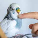 Tudi ptice lahko zbolijo za sladkorno boleznijo